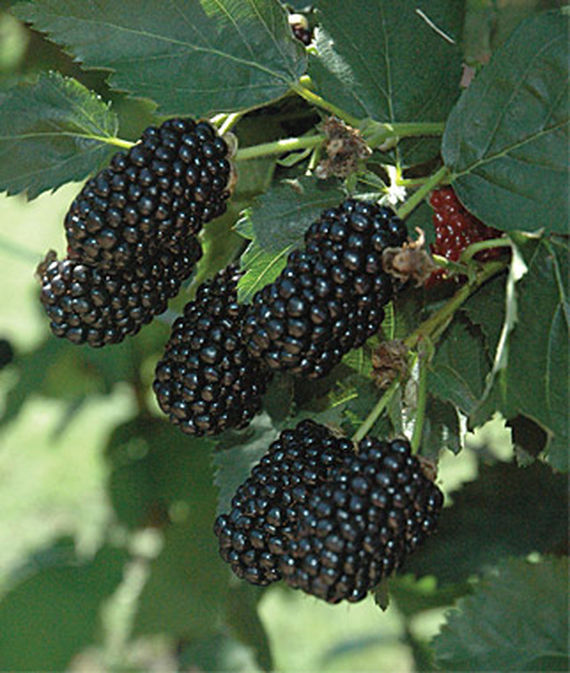 Blackberry, Prime-Ark Freedom PPAF